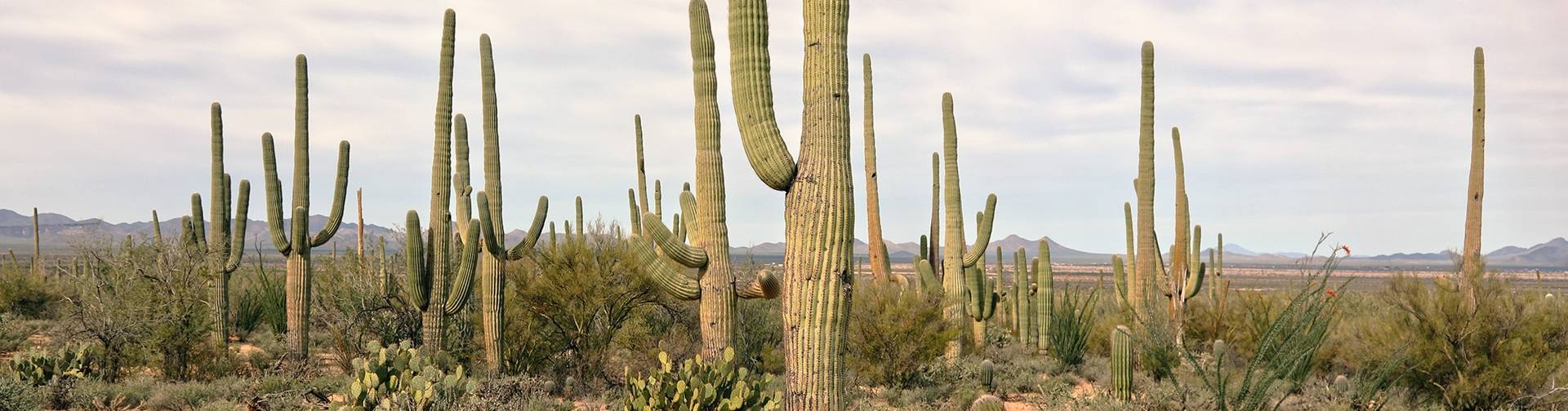 Comentários sobre aluguel de carros em Tucson
