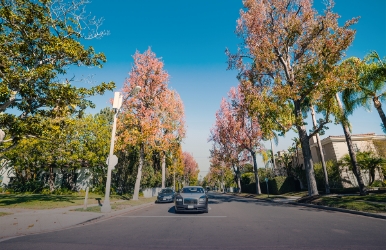 Car rentals on Wilshire Boulevard, L.A.